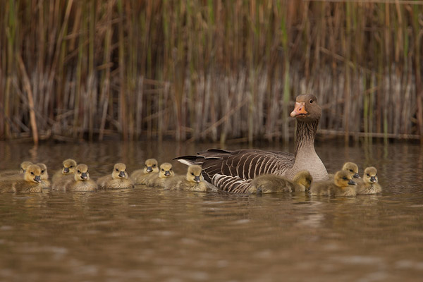 Grauwe gans (Anser anser) met pullen