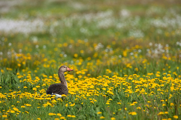 Grauwe gans (Anser anser) in een paardenbloemen weide