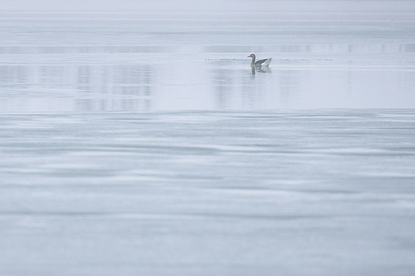 Grauwe gans (Anser anser) in een mistige wereld