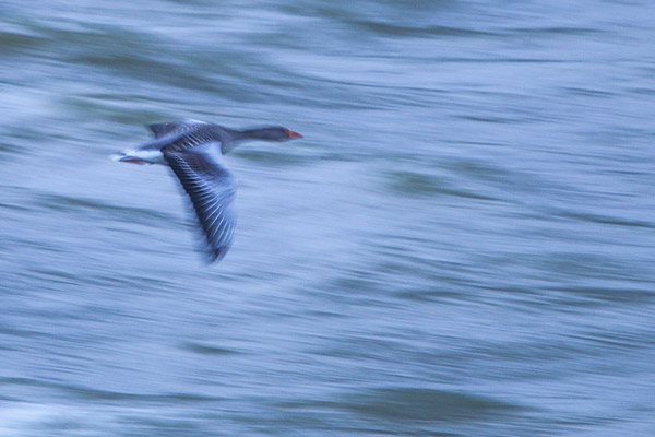 Grauwe gans in vlucht met een lange sluitertijd