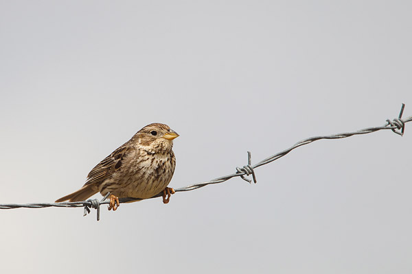 Grauwe gors (Emberiza calandra) 