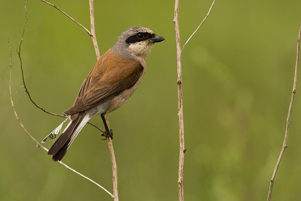 Grauwe klauwier (Lanius Collurio) man