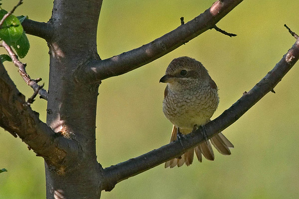 Grauwe klauwier (Lanius collurio) vrouw