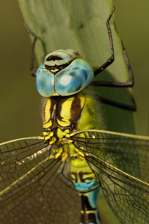 Groene glazenmaker (Aeshna viridis) close-up