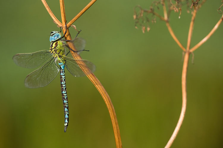 Groene glazenmaker (Aeshna viridis).