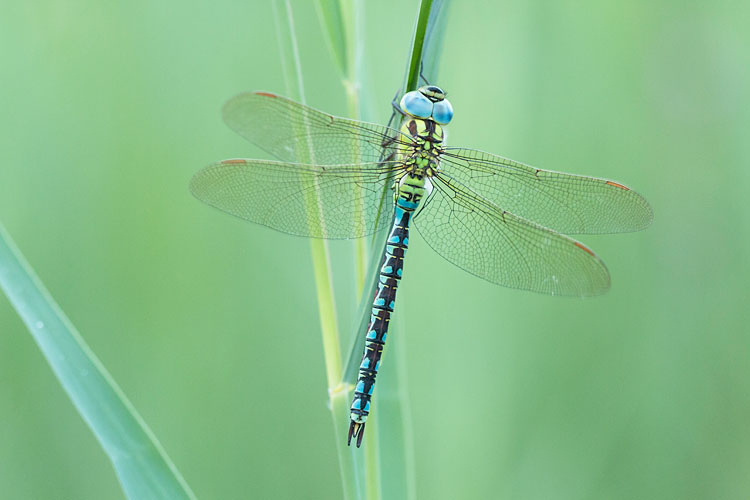 Groene glazenmaker (Aeshna viridis) man