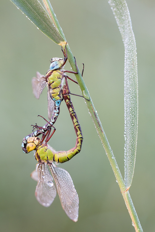 Paringswiel van de Groene glazenmaker (Aeshna viridis) 