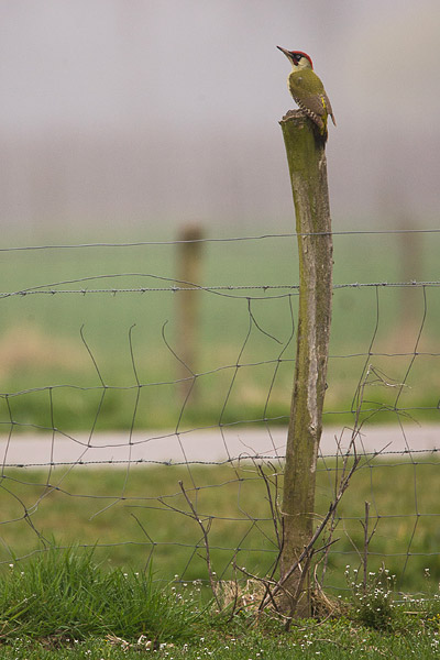 Groene specht (Picus viridis) 