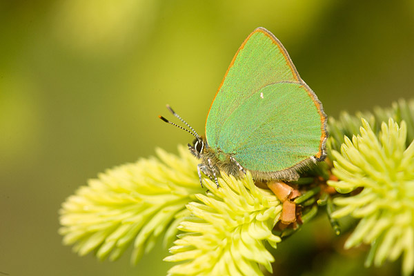 Groentje (Callophrys Rubi)