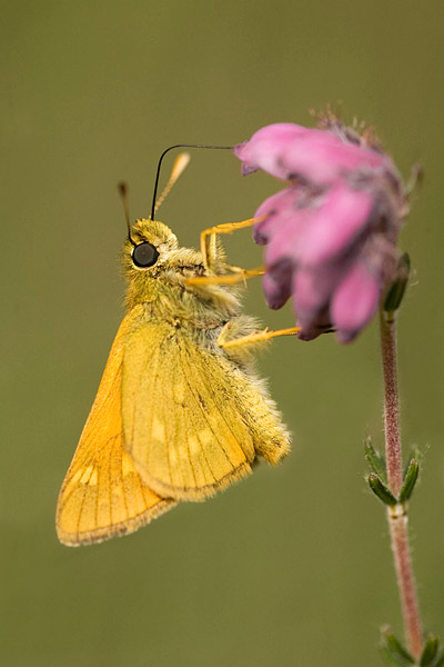 Groot dikkopje (Ochlodes faunus) 