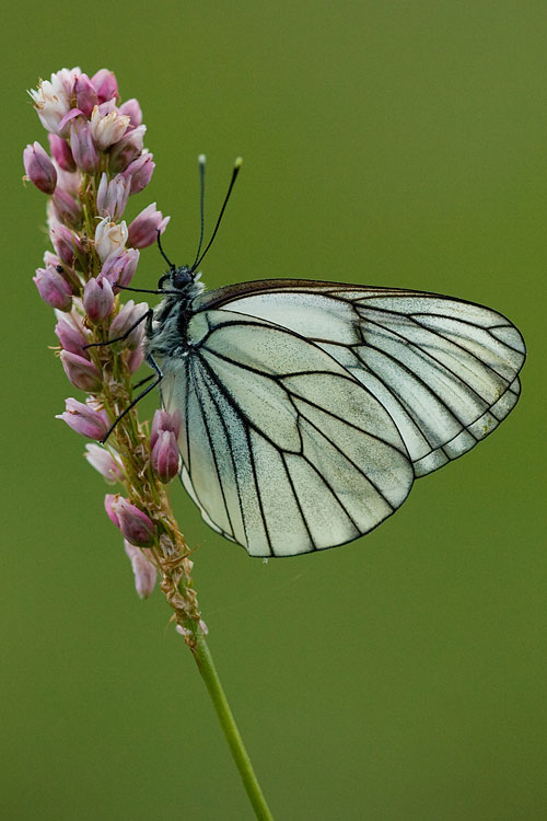 Groot geaderd witje (Aporia crataegi).