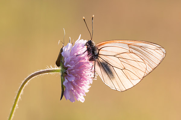 Groot geaderd witje (Aporia crataegi) in tegenlicht