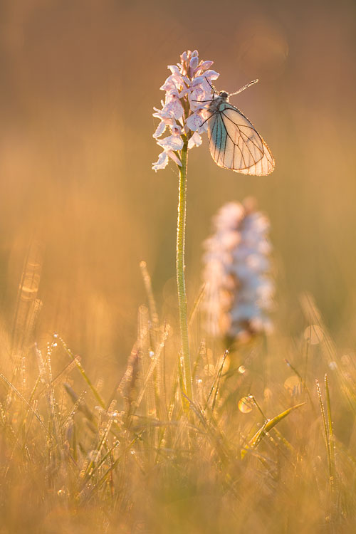 Groot geaderd witje op gevlekte orchis (Dactylorhiza maculata) bij zonsopkomst