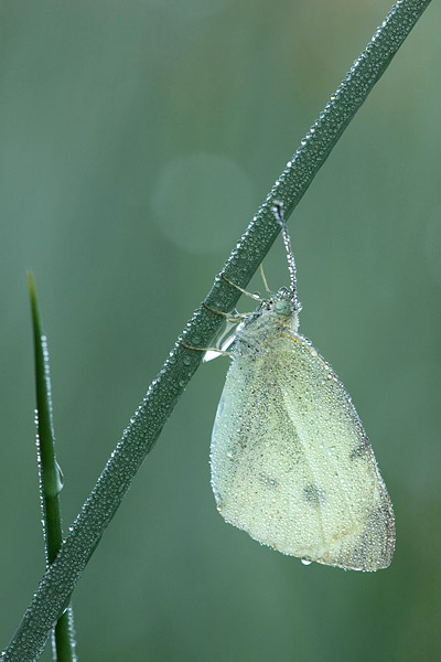 Groot koolwitje (Pieris brassicae) 