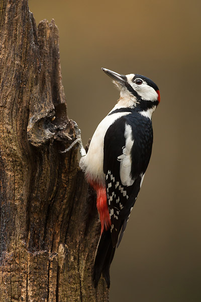 Grote bonte specht (Dendrocopos major) man