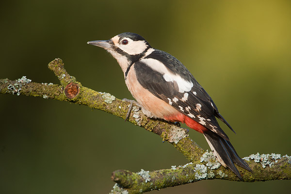 Grote bonte specht (Dendrocopos major) vrouw