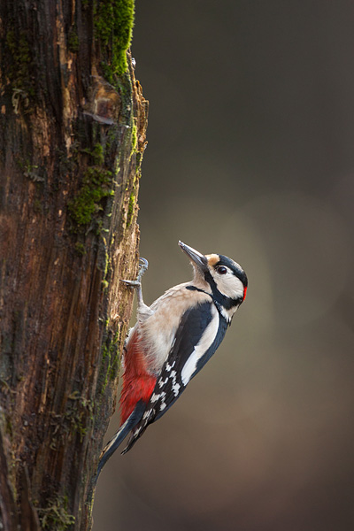 Mannetje grote bonte specht