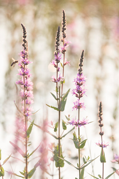 Grote kattenstaart (Lythrum salicaria) met bij