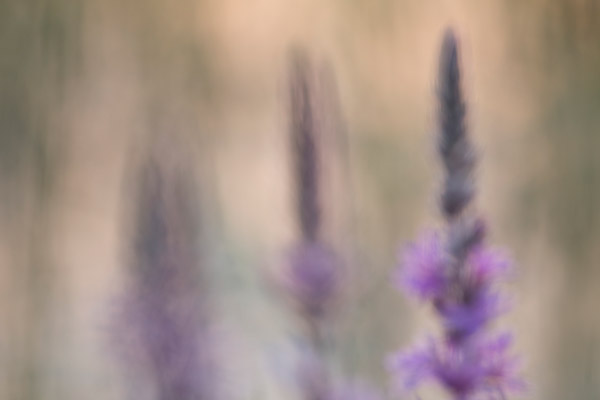 Grote kattenstaart (Lythrum salicaria) bokeh