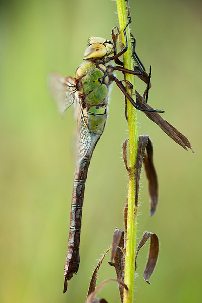 Vrouwtje Grote keizerlibel (Anax imperator) 