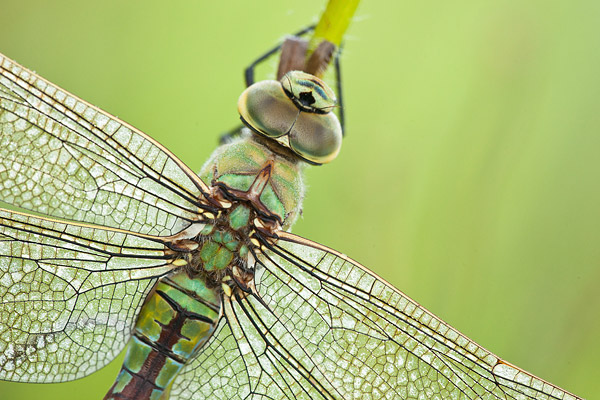 Vrouwtje Grote keizerlibel (Anax imperator) 