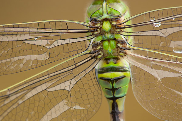 Close up van een vers uitgeslopen Grote keizerlibel (Anax imperator) 