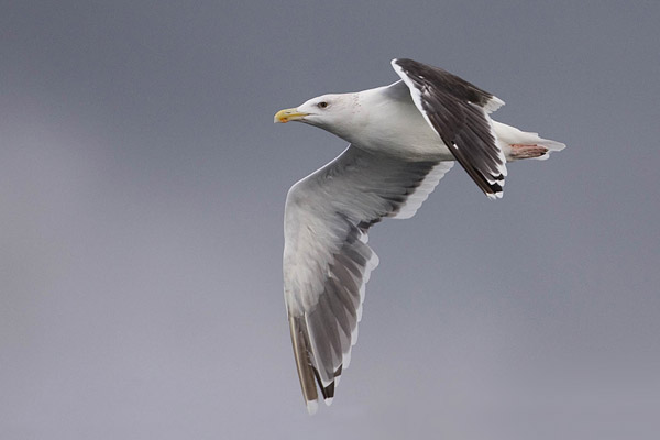 Grote mantelmeeuw (Larus marinus) 