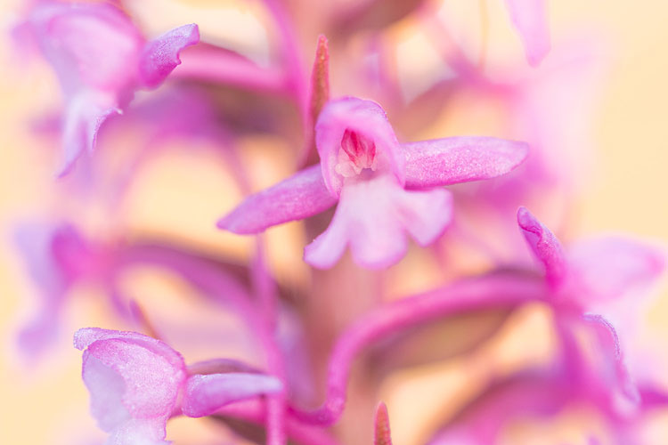 Grote muggenorchis (Gymnadenia conopsea) close-up