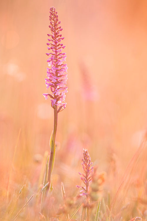 Grote muggenorchis (Gymnadenia conopsea) in tegenlicht