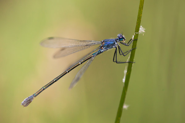 Vrouwtje Grote pantserjuffer (Lestes macrostigma) 