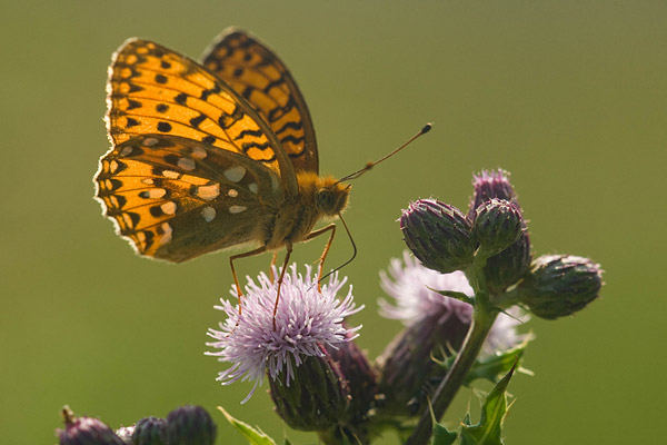 grote parelmoervlinder (Argynnis aglaja).