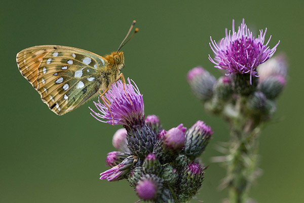 Grote parelmoervlinder (Argynnis aglaja) 