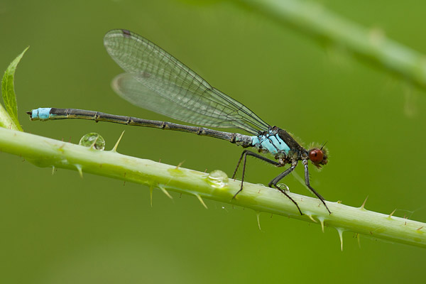 Grote roodoogjuffer (Erythromma najas) 