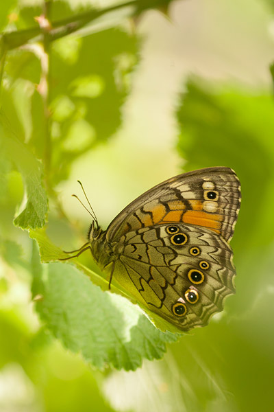 Grote schaduwzandoog (Kirinia roxelana) 