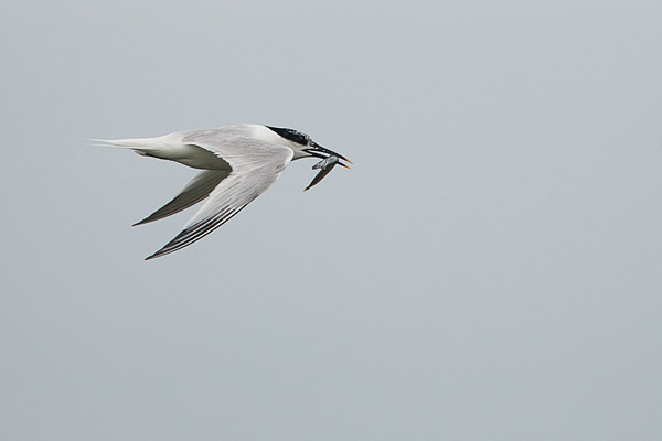 Grote stern (Thalasseus sandvicensis) met vis