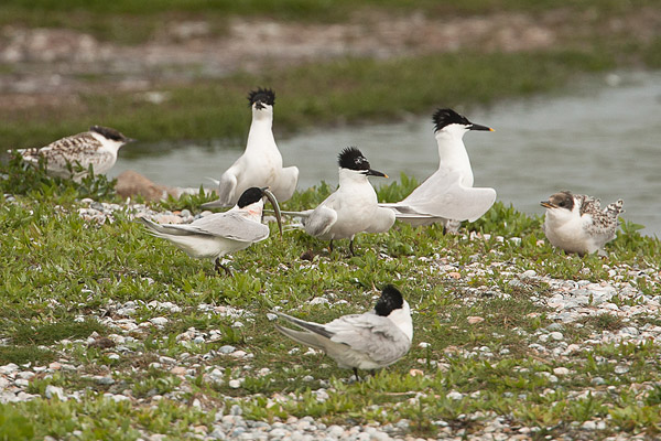 Grote stern (Thalasseus sandvicensis) 