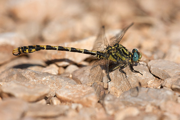 Grote tanglibel (Onychogomphus uncatus) man