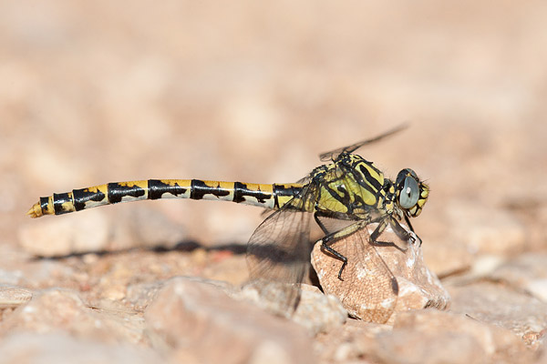 Grote tanglibel (Onychogomphus uncatus) 