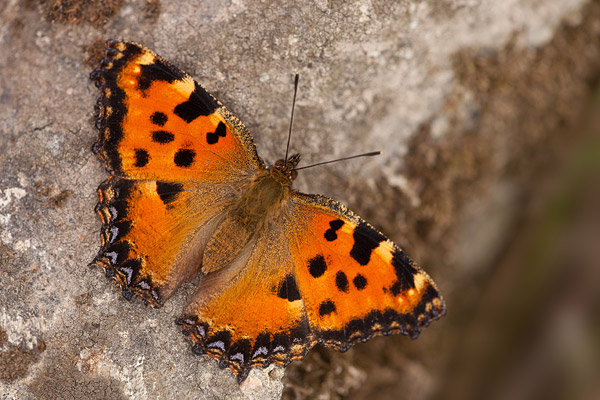 Grote vos (Nymphalis polychloros) 