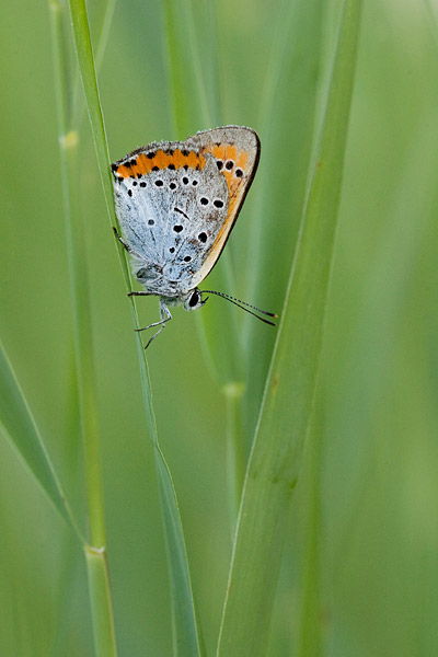 Lycaena dispar batava - Large copper