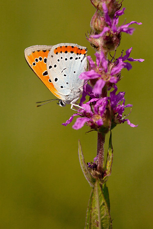 Grote vuurvlinder (Lycaena dispar) 