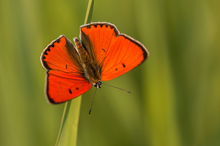 Grote vuurvlinder (Lycaena dispar) warmt zich in het laatste zonlicht