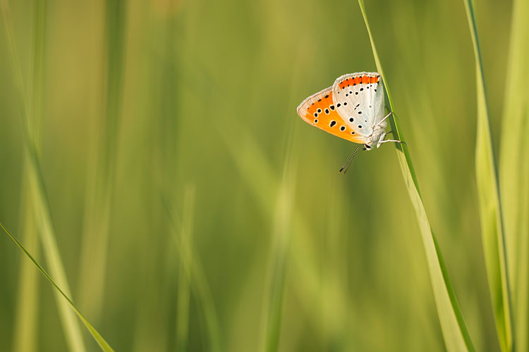 Grote vuurvlinder (Lycaena dispar) in het laatste zonlicht