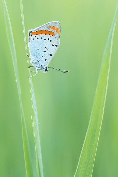 Grote vuurvlinder (Lycaena dispar) 