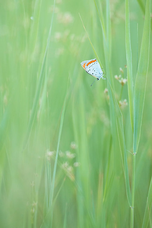 Grote vuurvlinder (Lycaena dispar) in zijn natuurlijke habitat