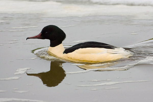 Grote zaagbek (Mergus merganser) 