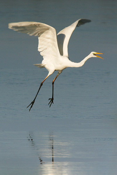 Grote zilverreiger (Casmerodius albus) vliegt op