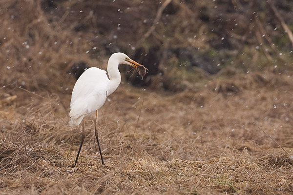 Jagende grote zilverreiger met woelmuis