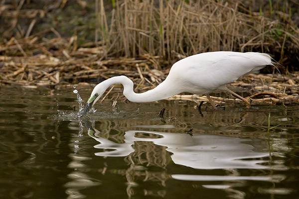 Stotende Grote zilverreiger (Casmerodius albus) 