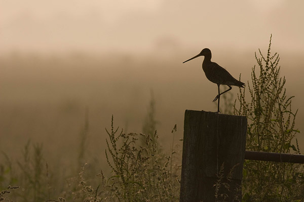 Grutto (Limosa limosa) bij zonsondergang in natuurlijke setting